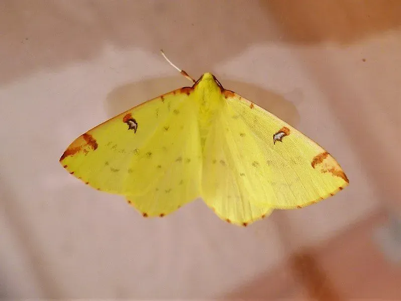 The wing and spots of this yellow moth are some of its identifiable features.