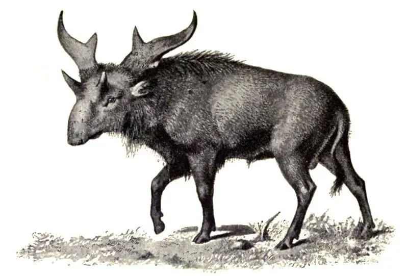 The word Sivatherium literally translates to 'Shiva's beast'.