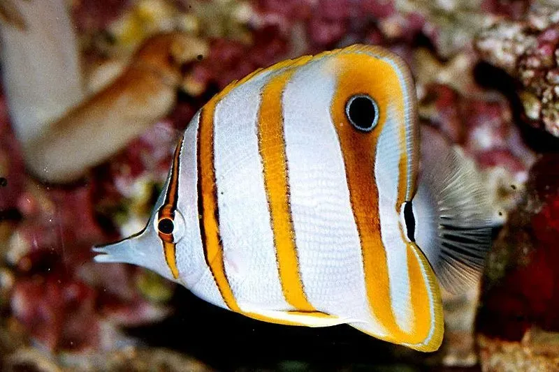 The wrought-iron butterflyfish is not an endangered species.