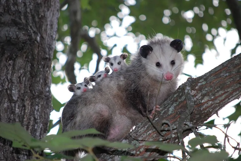 Do Possums Carry Diseases? How Can We Protect Ourselves And Our Pets?