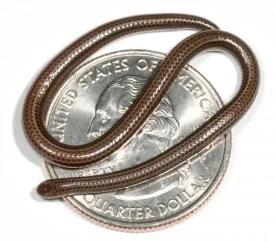 There are various snakes in the world that are really small in size and look like earthworms.
