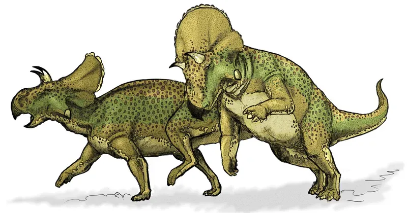 There is a possibility that this animal could be an ancestor to the Triceratops.