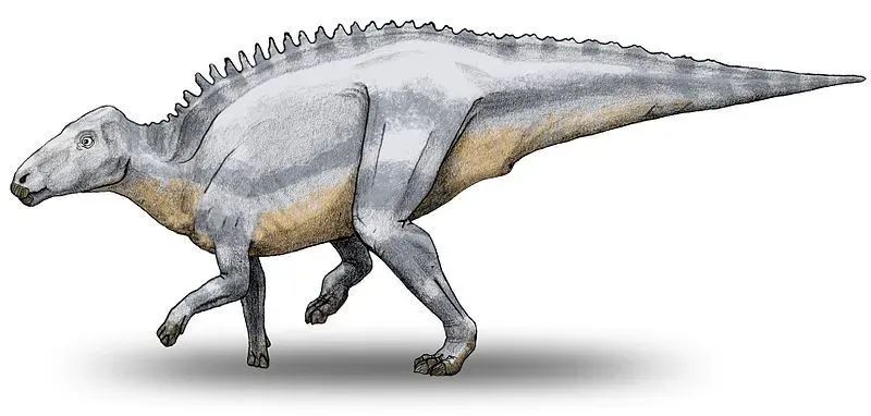 These animals have a duck-billed skull, a feature noticed among all Hadrosaurids.