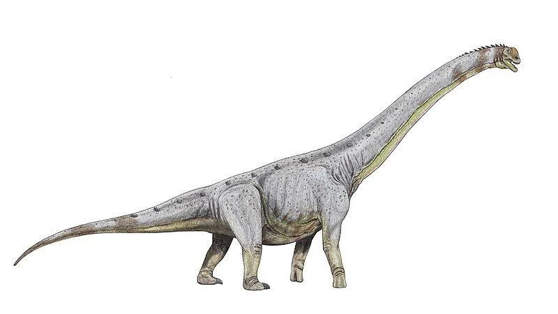 These dinosaurs had a typical long neck like other sauropods.