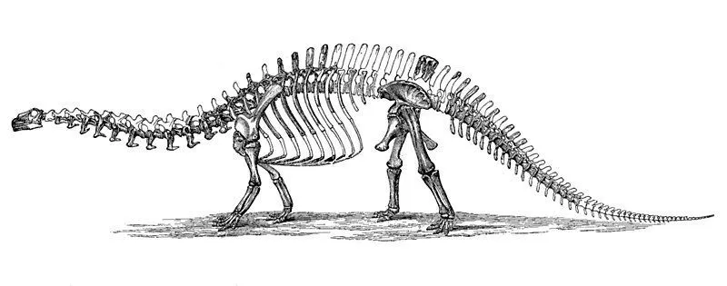 These dinosaurs had long necks.