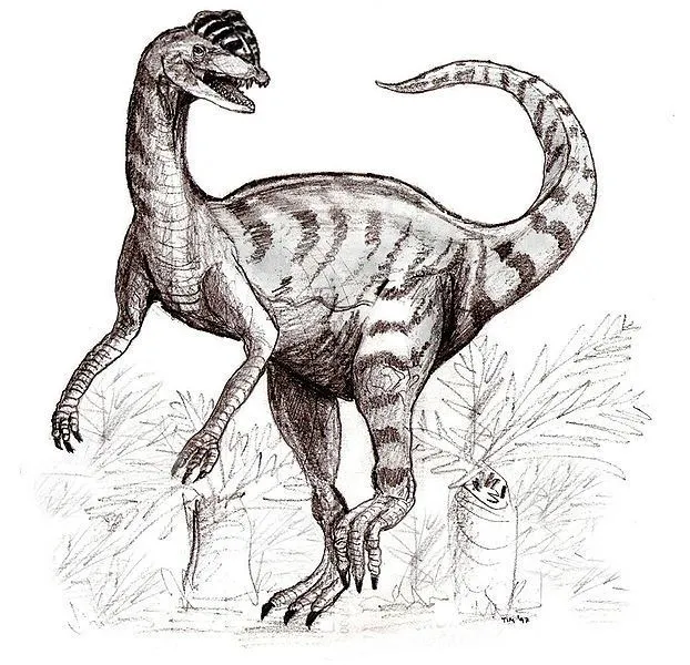These dinosaurs have strong leg muscles and were often very fast in running. They had black spot-like markings on their back.