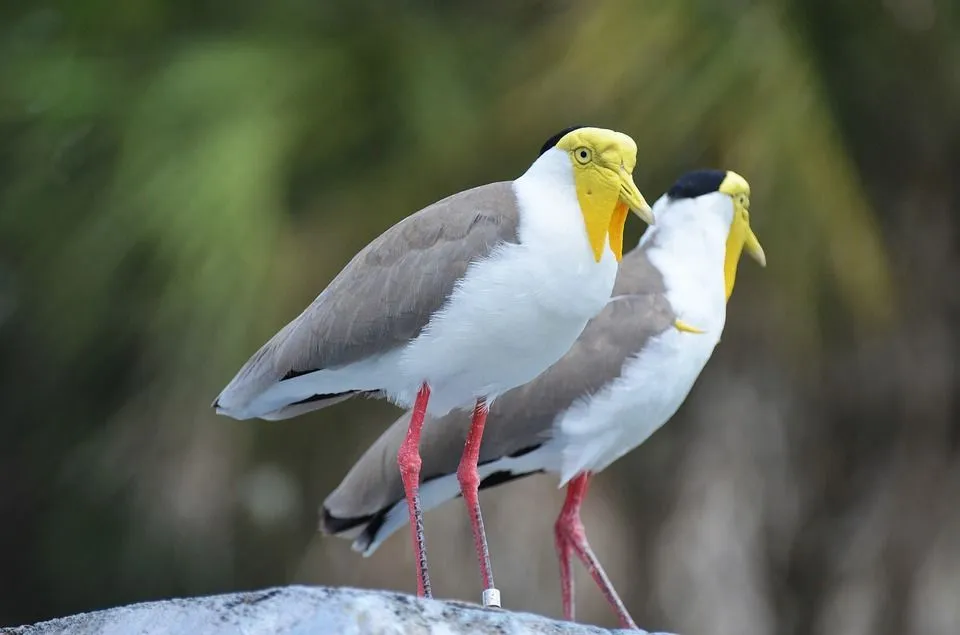 These masked lapwing facts will make you love them.