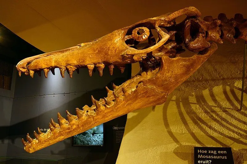 These mosasaurs had streamlined bodies with elongated skulls and a two-pronged tail.