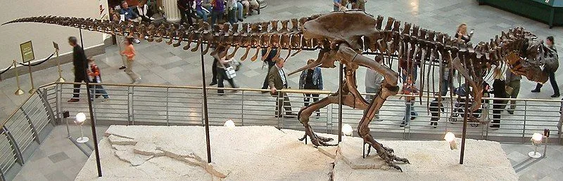 These rare Saltrisaurus facts would make you love them.