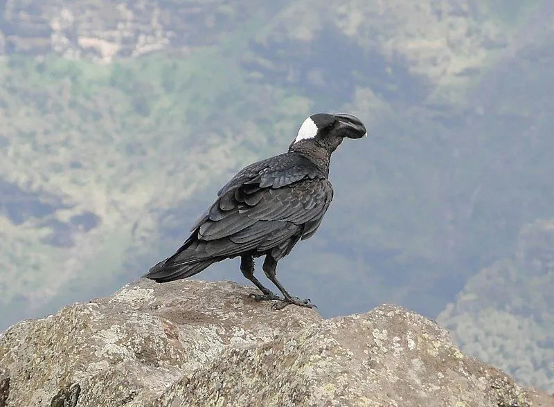 Thick-billed ravens are endemic to African countries.