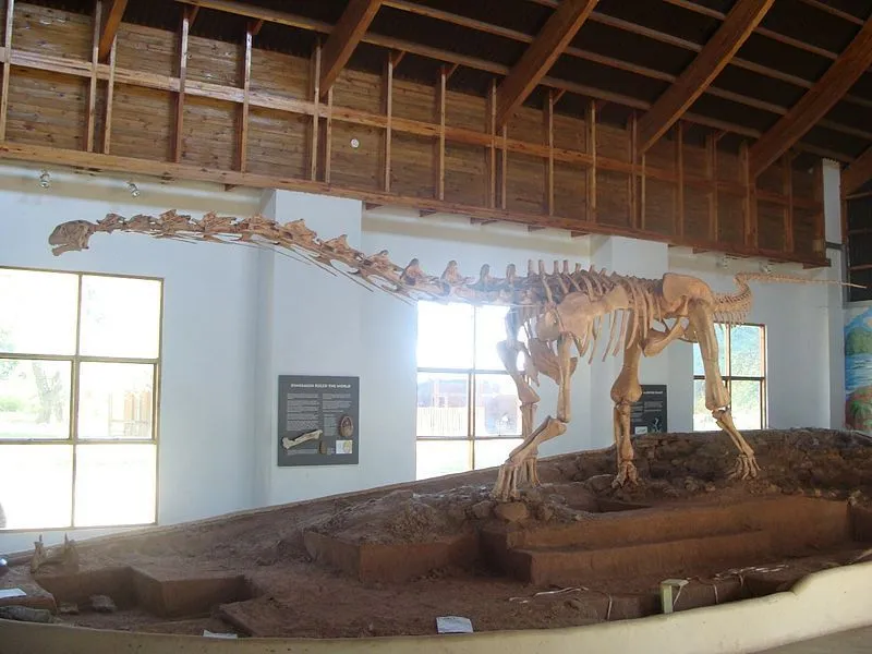 This dinosaur is one of the few Titanosaurs whose skull material has been and is suspected to have a long neck, a round body, and a long tail.