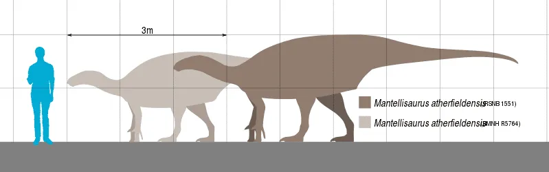 This family of dinosaur had very small arms and hindlimbs.