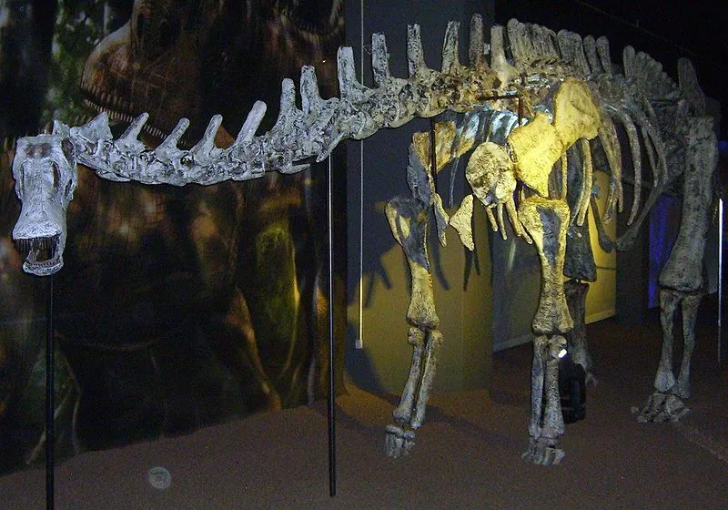 This ground dinosaur had a long neck.
