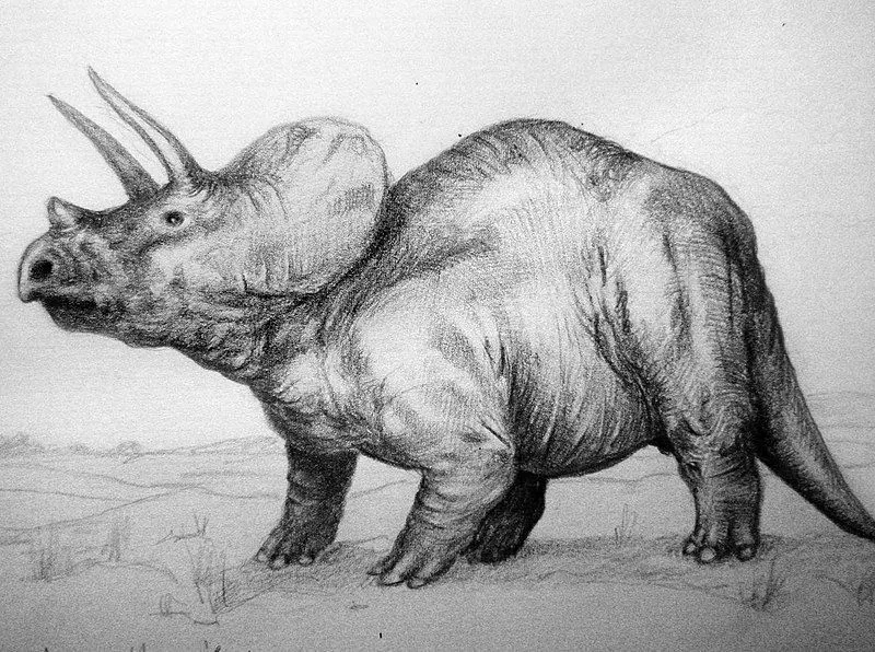 This horned dinosaur was one of the fastest dinosaurs in the ceratopsian category and was different from the large ceratopsian like Triceratops.