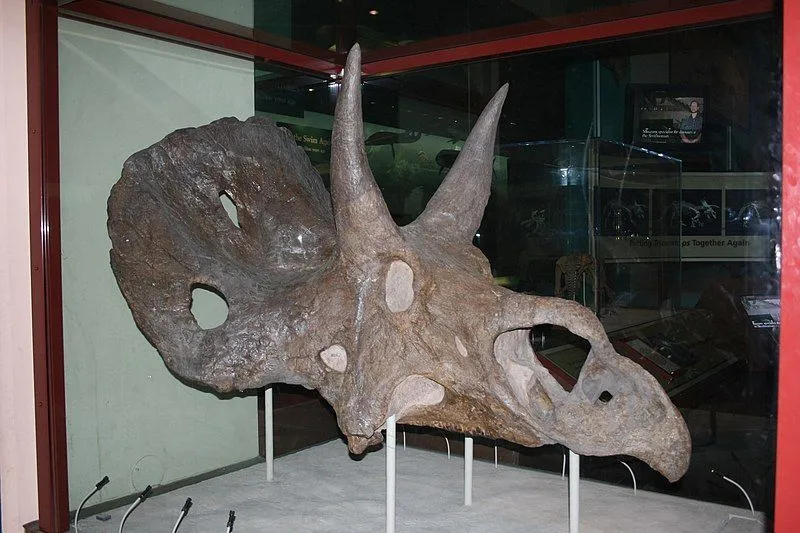 This is the bone structure of the Diceratops where its horns are visible