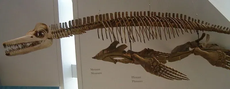 This marine reptile had a long snout and they often ate small fishes.
