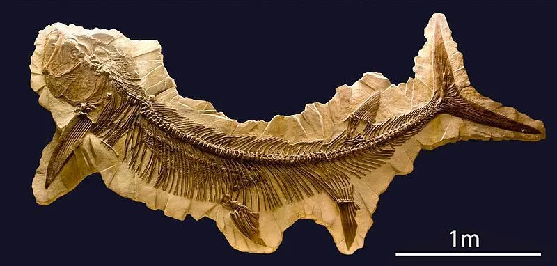 This shark-related Xiphactinus fossil was collected in North America, Europe, and Australia.