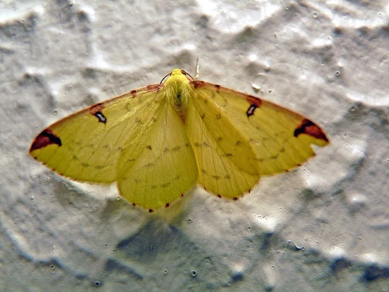 To discover about this moth, read these brimstone moth facts.