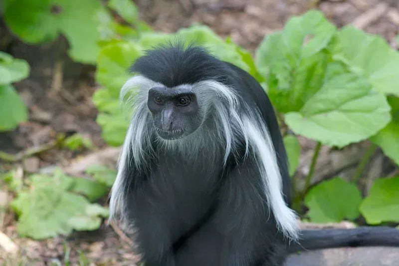 Angolan Colobus Monkey 