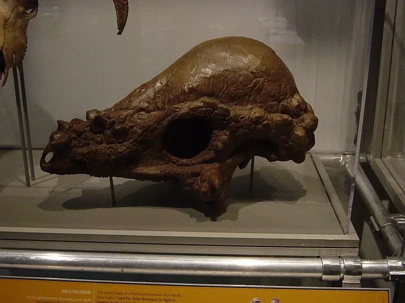Tongtianlong's fossilized skull was 5 in (13 cm) long.