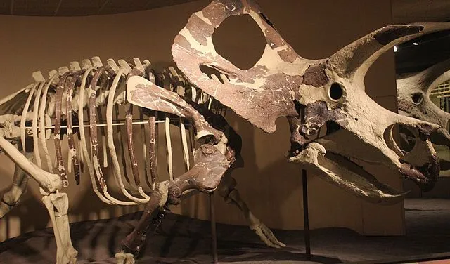 Torosaurus bones were strong and heavy.