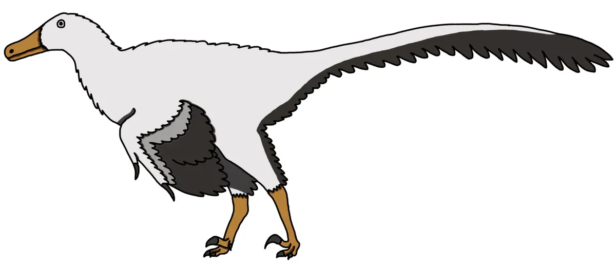 Tsaagan had a more robust skull, in comparison to the related velociraptor.