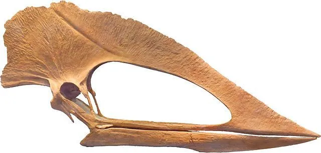 skull structure of the Tupuxuara dinosaur