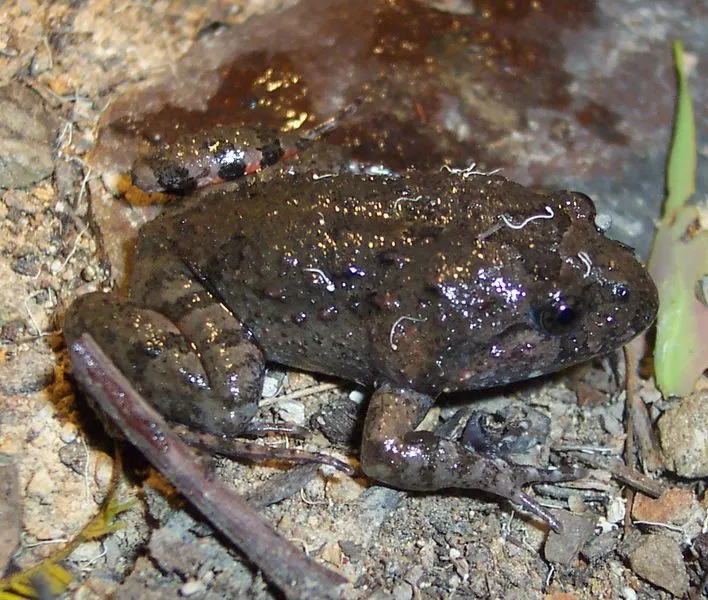 The tusked frog has a dark brown body with red patches on the hind legs.