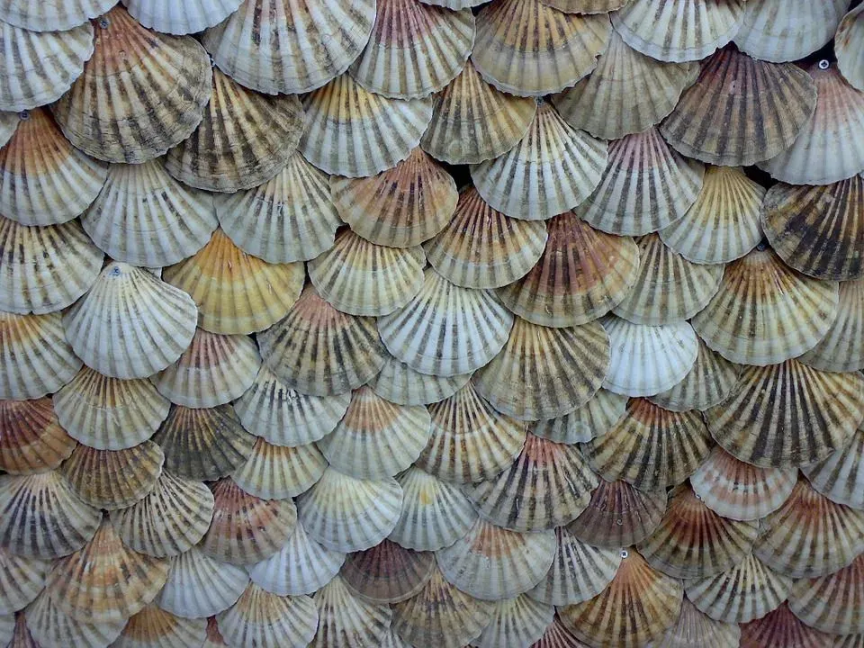 Types of mollusk species include mussels, oysters, pipis, clams, and scallops.