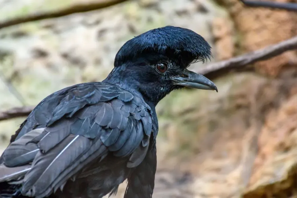 The umbrellabird is an all-black bird with an umbrella-like crest on its head.