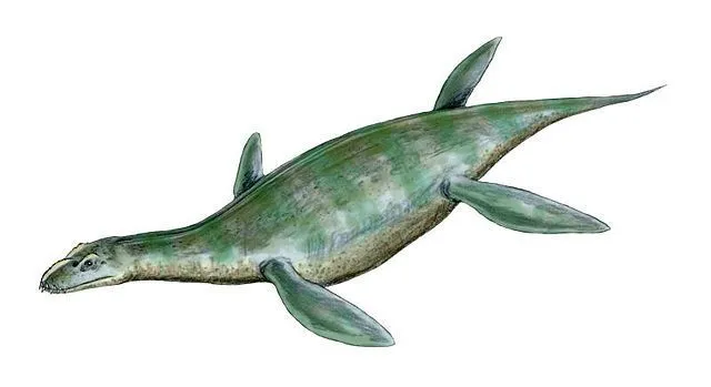 Umaanosaurus facts include that they are an extinct genus of plesiosaur belonging to the family Leptocleididae.