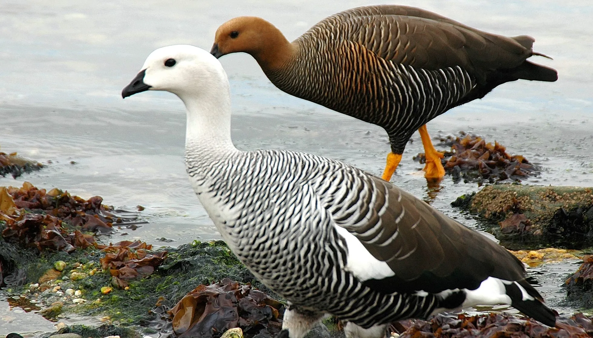 Upland Geese on coast