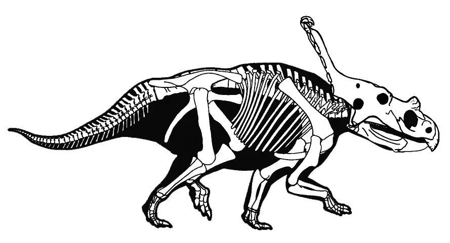 Vagaceratops facts are all about horned dinosaurs of ancient history.