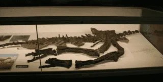Fossils of the Valdosaurus represent their small femur bones.