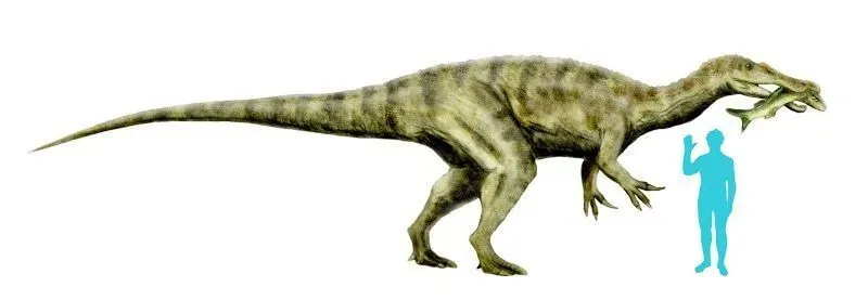 Vallibonavenatrix cani is also closely related to Icthyvenator.