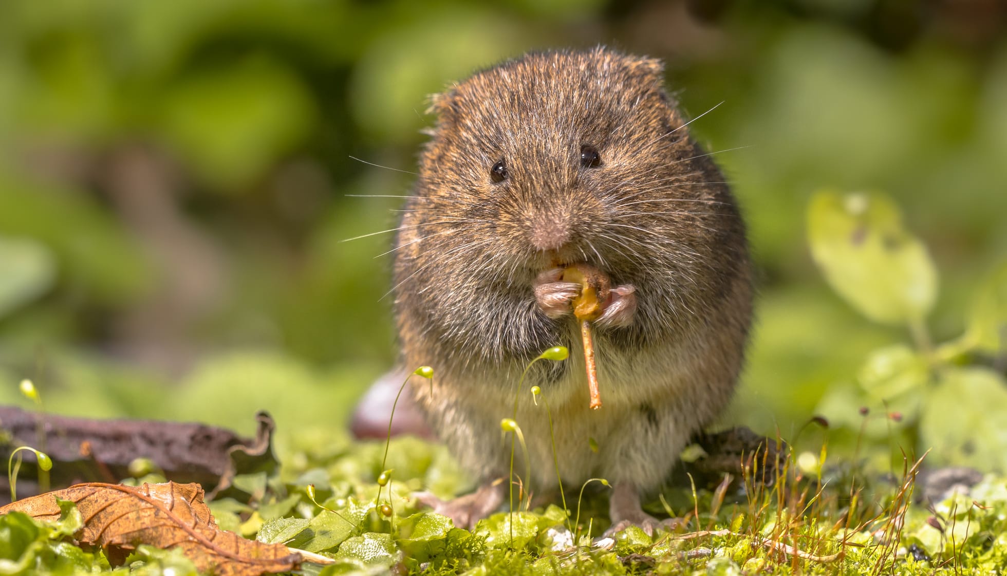 Fun Vole Facts For Kids | Kidadl