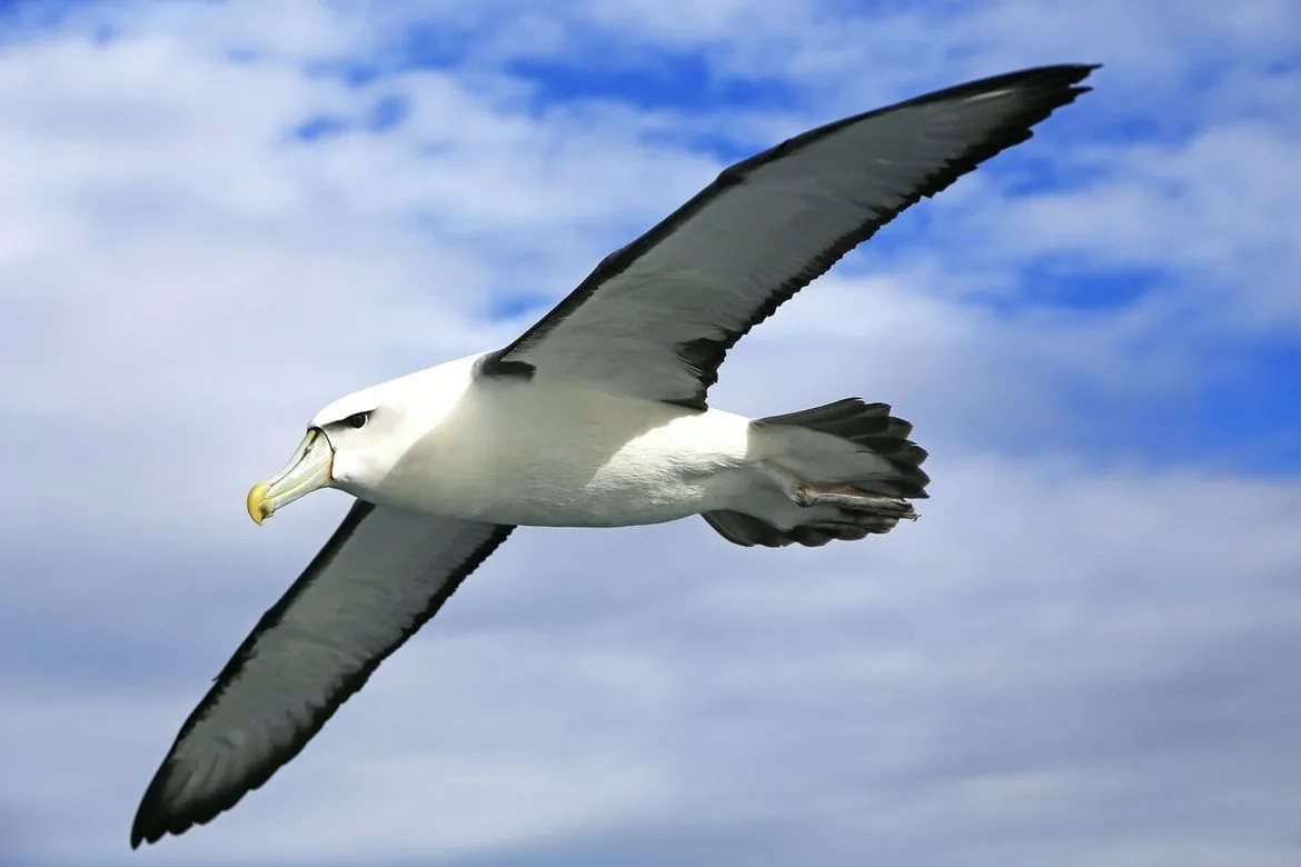 Wandering albatrosses are the world's largest flying birds.