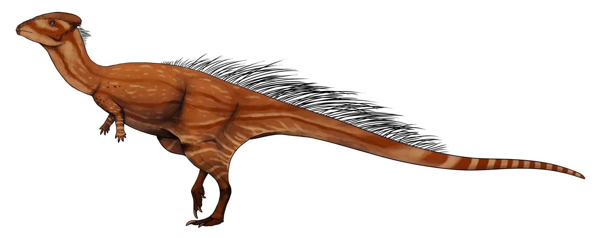 The Wannanosaurus appearance focuses on flat skulls with substantial lower parts of the body.
