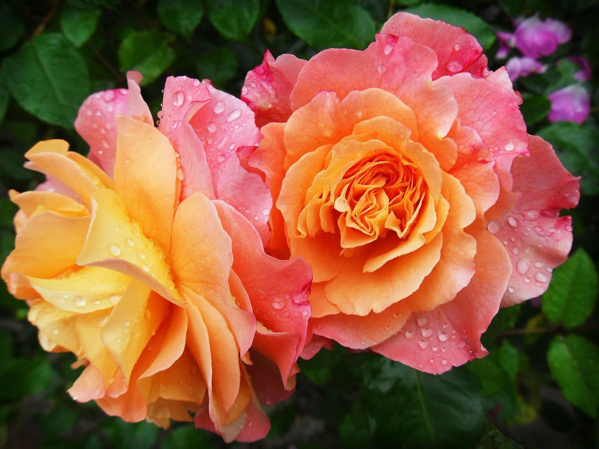 Learn how to grow roses in your garden.
