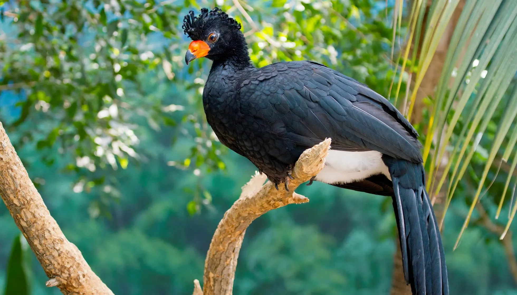 Wattled Curassow Perched On Branch