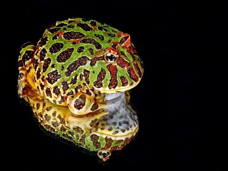 Spotted Horned frog