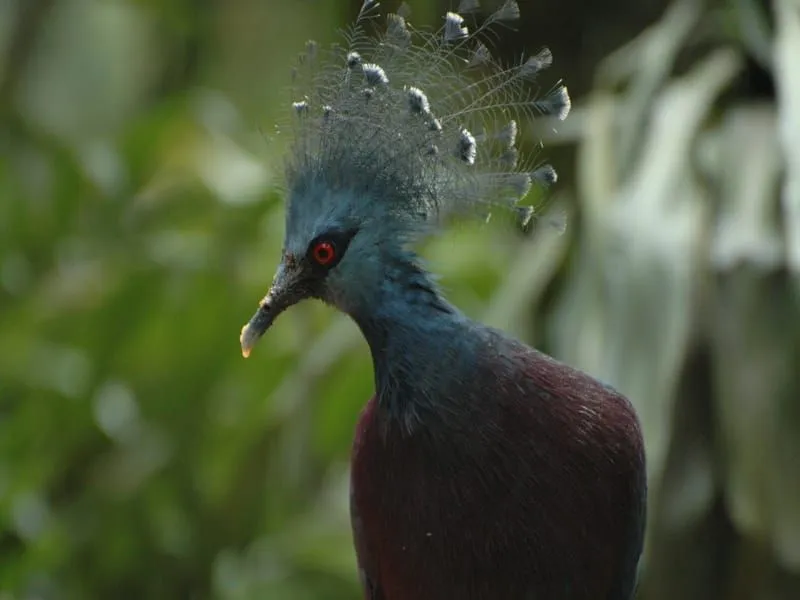 Close up of The Crowned Pigeon 