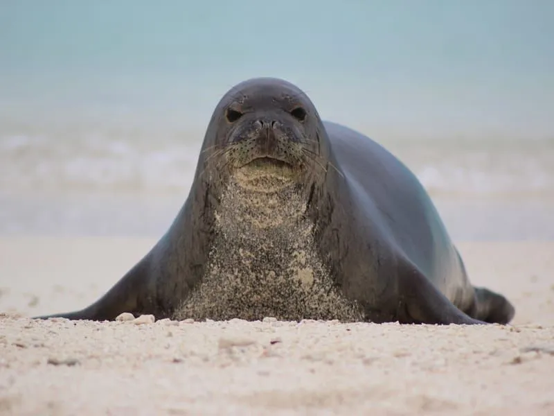 Hawaiian Monk Seal staring at the camera