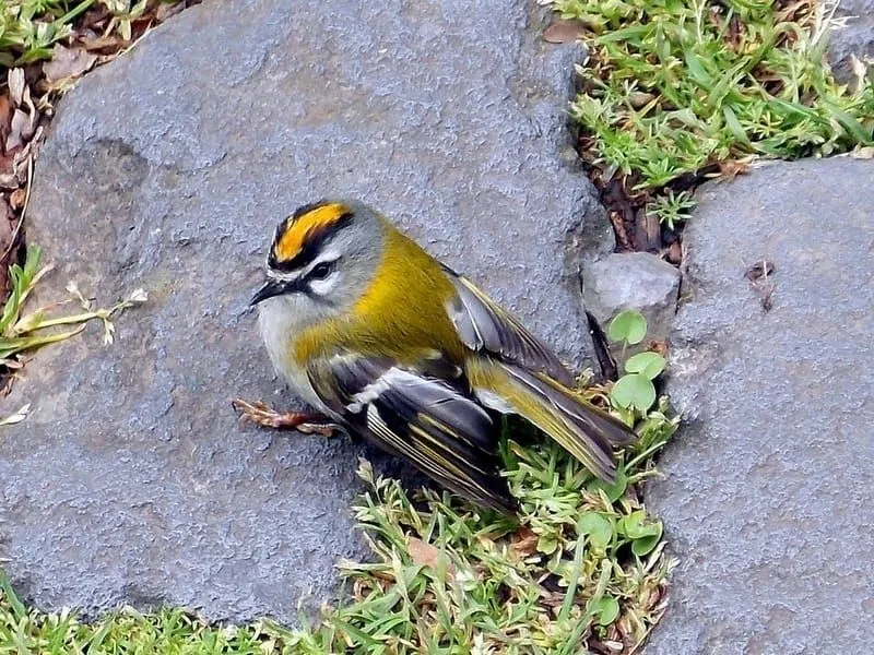Kinglet Bird resting on a stone
