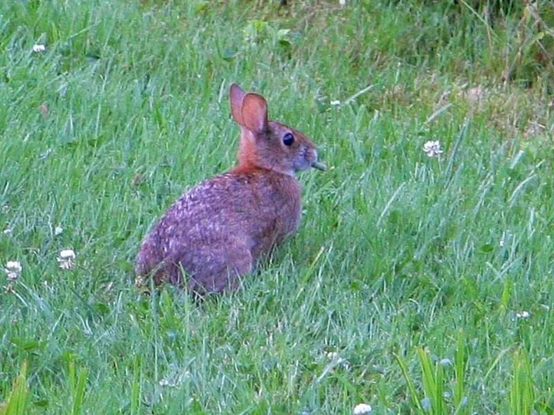 New England Cottontail