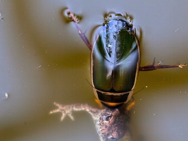 Predaceous Diving Beetle 