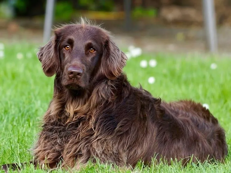 German Longhaired Pointer 