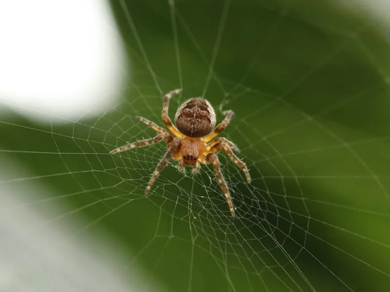 Comb Clawed Spider 