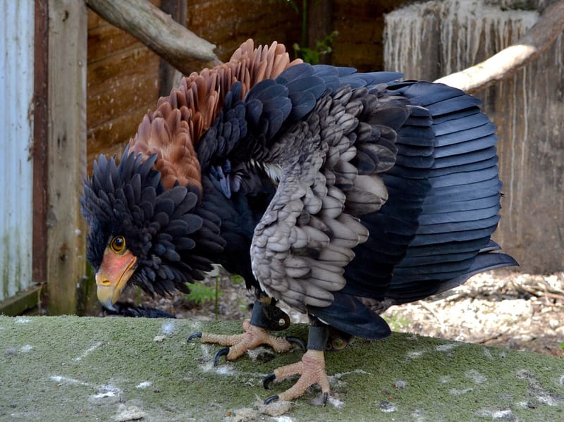 Bateleur Eagle 