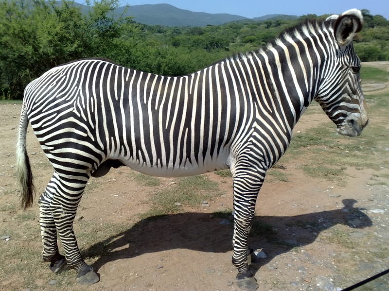 Side view of Zebra